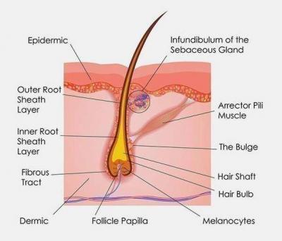Testosterone, Dihydrotestosterone DHT female hair loss maryland washington dc